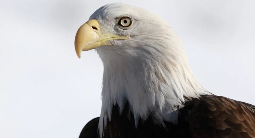 bald eagle